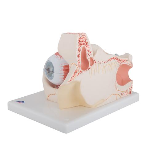 Modell vom Auge in Augenhöhle, 3-fache Größe, 7-teilig, 1000258 [F13], Augenmodelle