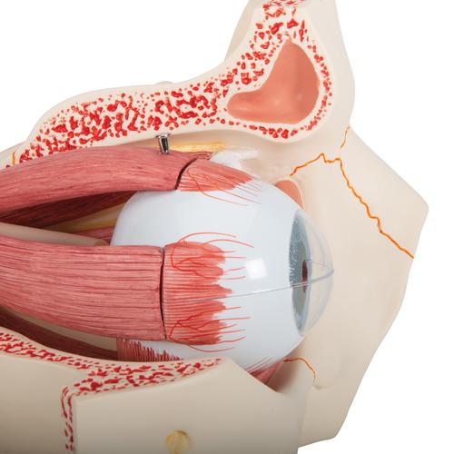 Human Eye Model, 3 times Full-Size, 7 part, 1000258 [F13], Eye Models