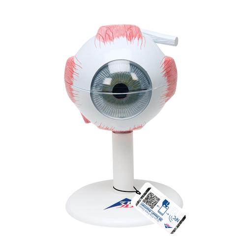 Human Eye Model,
3 times Full-Size, 6 part, 1000259 [F15], Functional Model of the Eye