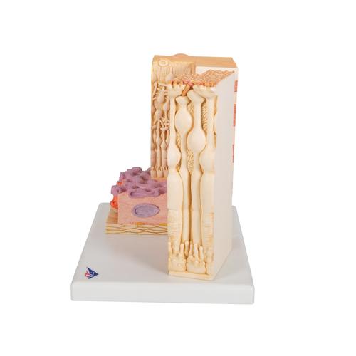 3B MICROanatomy Human Eye Model, 1000260 [F16], Microanatomy Models 