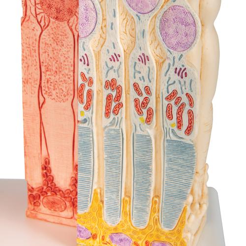 3B MICROanatomy Göz Modeli , 1000260 [F16], Mikro-Anatomi Modelleri