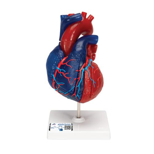 Modello di cuore magnetico, a grandezza naturale, 5 parti, 1010007 [G01/1], Modelli di Cuore e Apparato Circolatorio