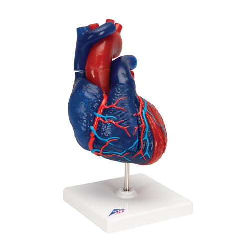 Modello di cuore magnetico, a grandezza naturale, 5 parti, 1010007 [G01/1], Modelli di Cuore e Apparato Circolatorio