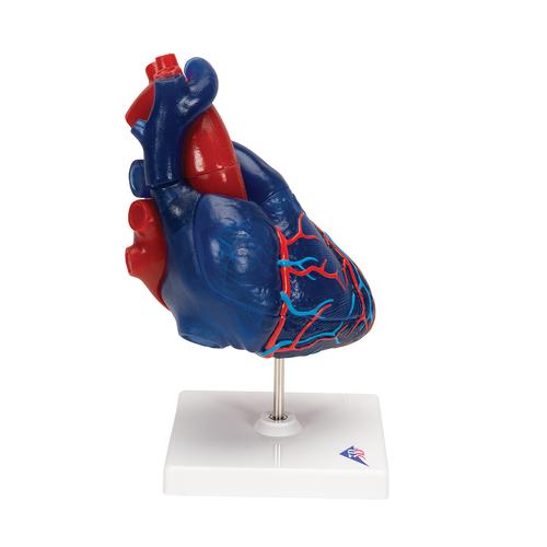 심장 모형 Life-Size Human Heart Model, 5 parts, 1010007 [G01/1], 심장 및 순환기 모형