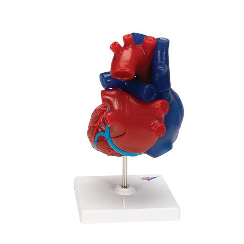 심장 모형 Life-Size Human Heart Model, 5 parts, 1010007 [G01/1], 심장 및 순환기 모형