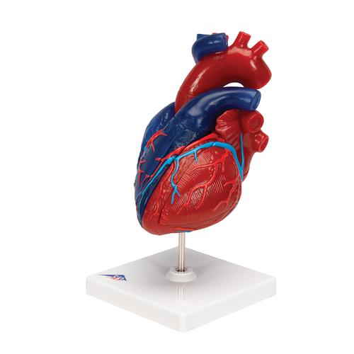 심장 모형 Life-Size Human Heart Model, 5 parts, 1010007 [G01/1], 심장 및 순환기 모형