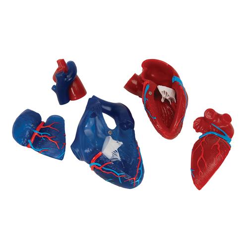 Life-Size Human Heart Model, 5 parts, 1010007 [G01/1], Human Heart Models