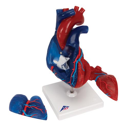 심장 모형 Life-Size Human Heart Model, 5 parts, 1010007 [G01/1], 심장 및 순환기 모형