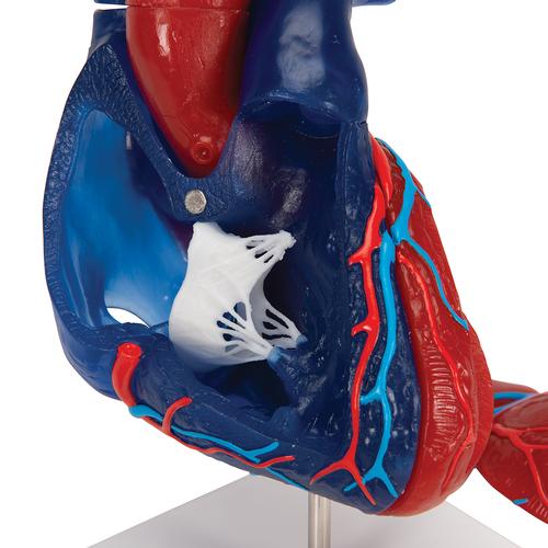 심장 모형 Life-Size Human Heart Model, 5 parts, 1010007 [G01/1], 심장 및 순환기 모형