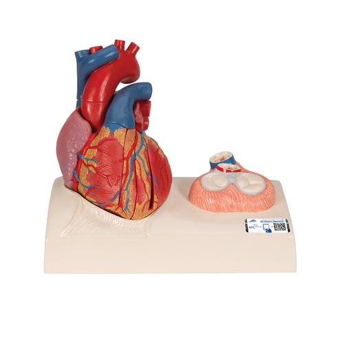 Life-Size Human Heart Model, 5 parts with Representation of Systole, 1010006 [G01], Human Heart Models