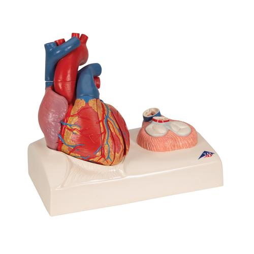 심장모형 Life-Size Human Heart Model, 5 parts with Representation of Systole, 1010006 [G01], 심장 및 순환기 모형