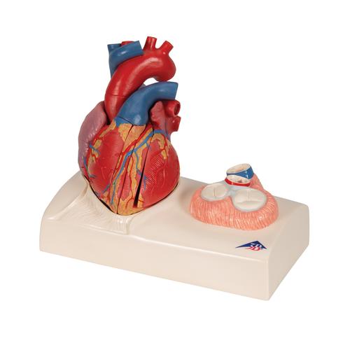 심장모형 Life-Size Human Heart Model, 5 parts with Representation of Systole, 1010006 [G01], 심장 및 순환기 모형