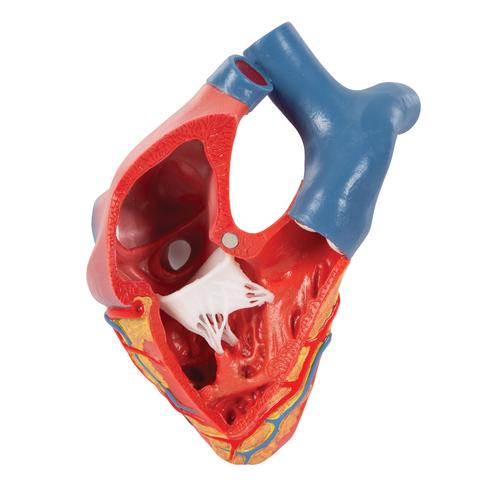 Life-Size Human Heart Model, 5 parts with Representation of Systole, 1010006 [G01], Human Heart Models