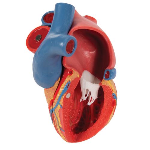 심장모형 Life-Size Human Heart Model, 5 parts with Representation of Systole, 1010006 [G01], 심장 및 순환기 모형