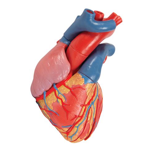 심장모형 Life-Size Human Heart Model, 5 parts with Representation of Systole, 1010006 [G01], 심장 및 순환기 모형