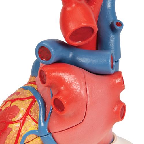 Modèle de cœur magnétique, taille naturelle, 5 pièces - 3B Smart Anatomy (sur socle), 1010006 [G01], Modèles cœur et circulation