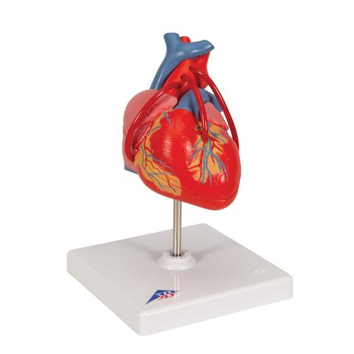 Classic Human Heart Model with Bypass, 2 part, 1017837 [G05], Heart Health and Fitness Education