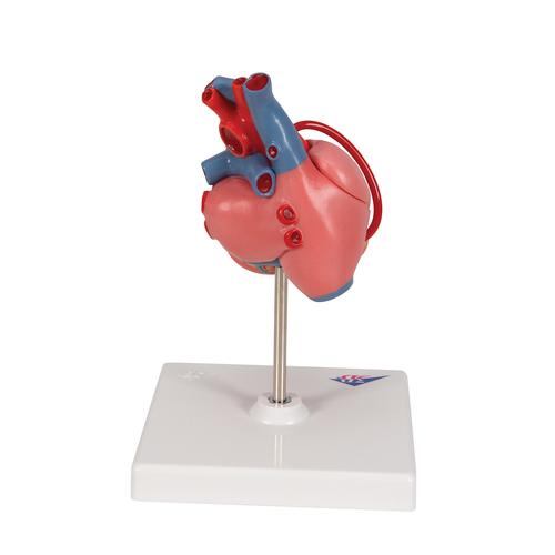 Classic Human Heart Model with Bypass, 2 part, 1017837 [G05], Heart Health and Fitness Education