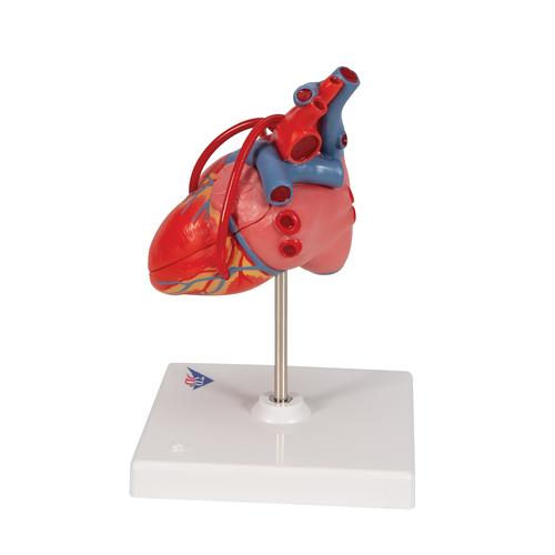 Cuore, modello classico, con bypass, in 2 parti, 1017837 [G05], Strumenti didattici cardiaci e di cardiofitness