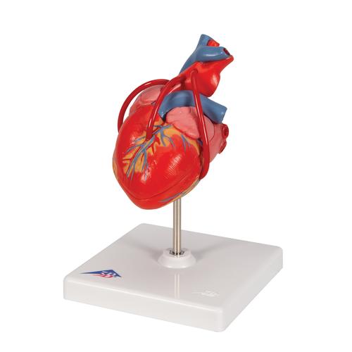 Classic Human Heart Model with Bypass, 2 part, 1017837 [G05], Human Heart Models