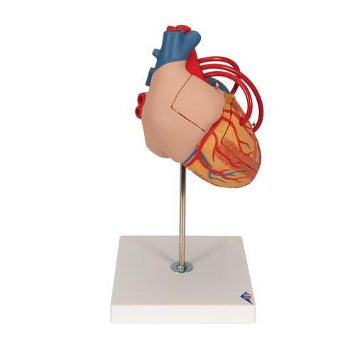 Human Heart Model with Bypass, 2 times Life-Size, 4 part, 1000263 [G06], Human Heart Models