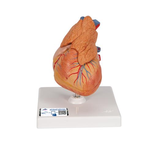 흉선이 있는 심장 모형 Classic Heart with Thymus, 3 part, 1000265 [G08/1], 심장 및 순환기 모형