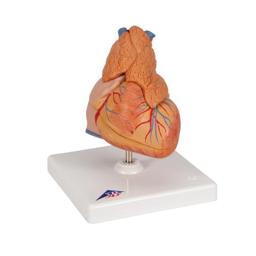 Classic Human Heart Model with Thymus, 3 part, 1000265 [G08/1], Human Heart Models