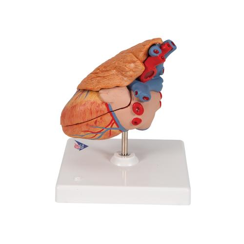 흉선이 있는 심장 모형 Classic Heart with Thymus, 3 part, 1000265 [G08/1], 심장 및 순환기 모형