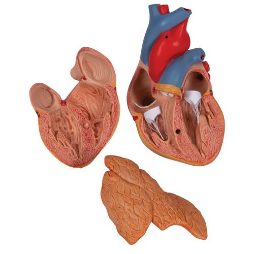 Cœur classique avec thymus, en 3 parties, 1000265 [G08/1], Modèles cœur et circulation