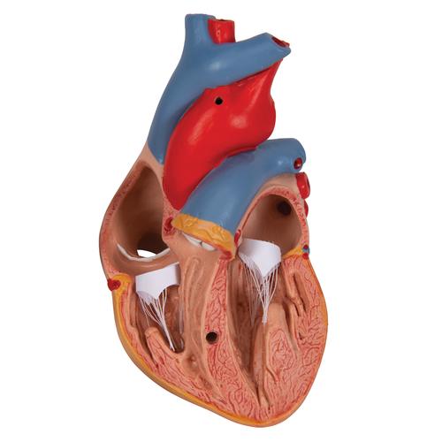 Classic Human Heart Model with Thymus, 3 part, 1000265 [G08/1], Human Heart Models