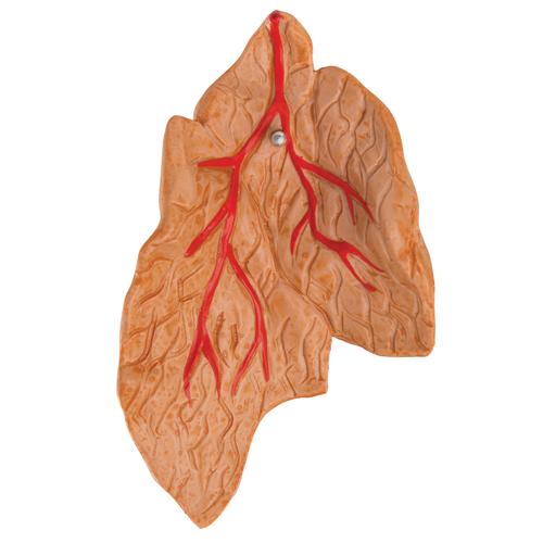 Classic Human Heart Model with Thymus, 3 part, 1000265 [G08/1], Human Heart Models