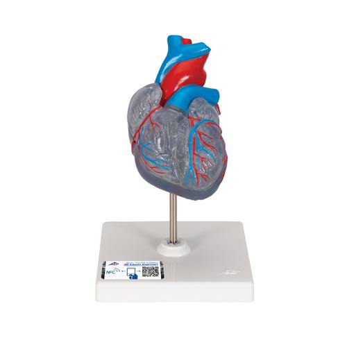 자극 전도 시스템이 있는 심장모형, 2-파트 Classic Human Heart Model with Conducting System, 2 part, 1019311 [G08/3], 심장 및 순환기 모형