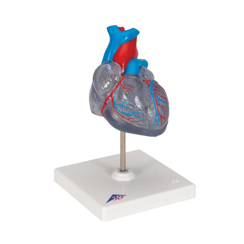 자극 전도 시스템이 있는 심장모형, 2-파트 Classic Human Heart Model with Conducting System, 2 part, 1019311 [G08/3], 심장 및 순환기 모형