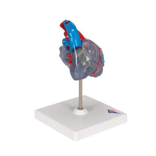 자극 전도 시스템이 있는 심장모형, 2-파트 Classic Human Heart Model with Conducting System, 2 part, 1019311 [G08/3], 심장 및 순환기 모형