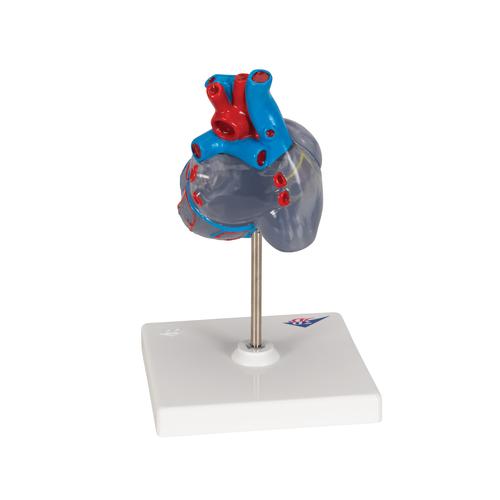 자극 전도 시스템이 있는 심장모형, 2-파트 Classic Human Heart Model with Conducting System, 2 part, 1019311 [G08/3], 심장 및 순환기 모형