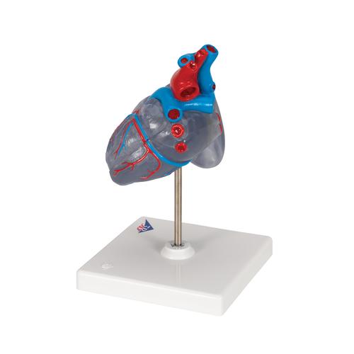 자극 전도 시스템이 있는 심장모형, 2-파트 Classic Human Heart Model with Conducting System, 2 part, 1019311 [G08/3], 심장 및 순환기 모형