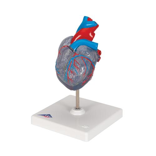 자극 전도 시스템이 있는 심장모형, 2-파트 Classic Human Heart Model with Conducting System, 2 part, 1019311 [G08/3], 심장 및 순환기 모형