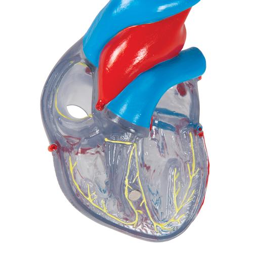 자극 전도 시스템이 있는 심장모형, 2-파트 Classic Human Heart Model with Conducting System, 2 part, 1019311 [G08/3], 심장 및 순환기 모형