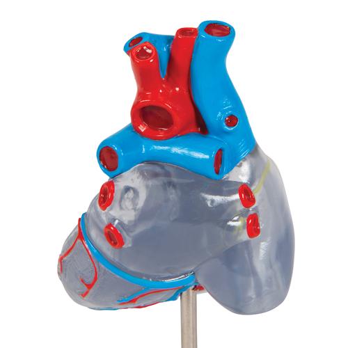 Classic Human Heart Model with Conducting System, 2 part, 1019311 [G08/3], Human Heart Models