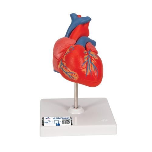 Cuore, modello classico, in 2 parti, 1017800 [G08], Strumenti didattici cardiaci e di cardiofitness