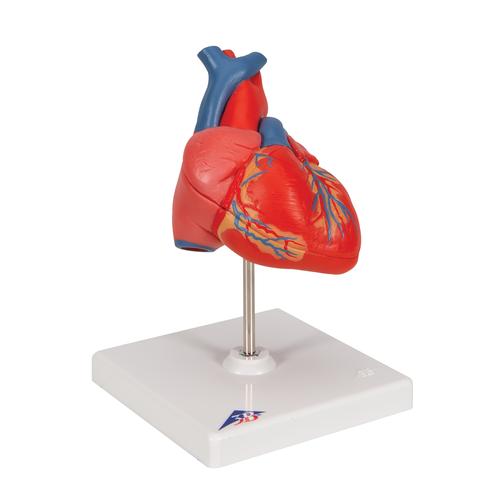 Cuore, modello classico, in 2 parti, 1017800 [G08], Strumenti didattici cardiaci e di cardiofitness