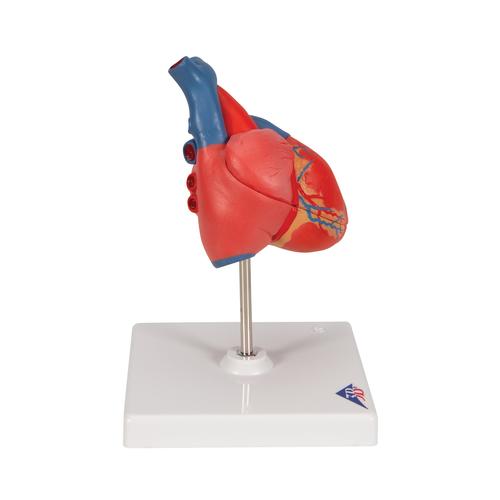 Cuore, modello classico, in 2 parti, 1017800 [G08], Strumenti didattici cardiaci e di cardiofitness