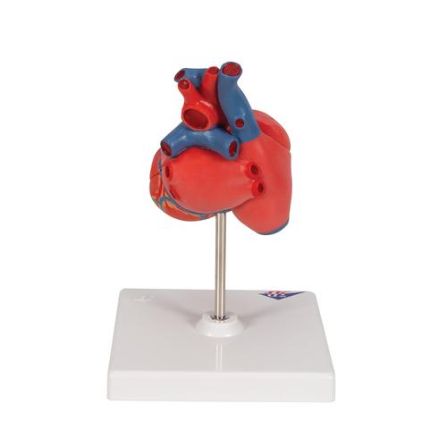 Cuore, modello classico, in 2 parti, 1017800 [G08], Strumenti didattici cardiaci e di cardiofitness