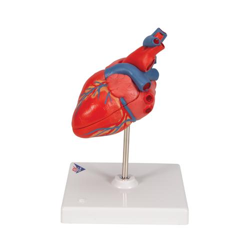 Cuore, modello classico, in 2 parti, 1017800 [G08], Strumenti didattici cardiaci e di cardiofitness