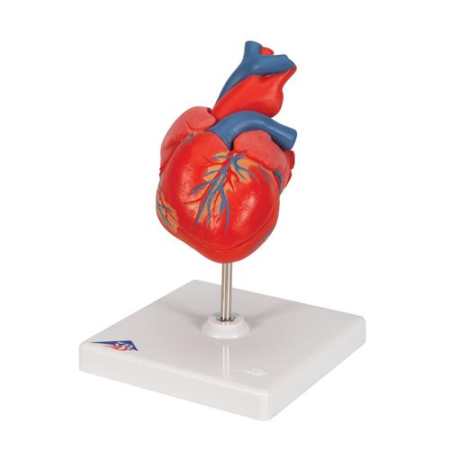 Cuore, modello classico, in 2 parti, 1017800 [G08], Strumenti didattici cardiaci e di cardiofitness