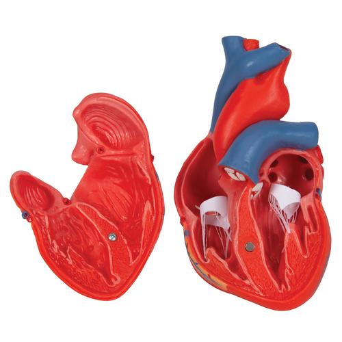 Classic Human Heart Model, 2 part, 1017800 [G08], Human Heart Models