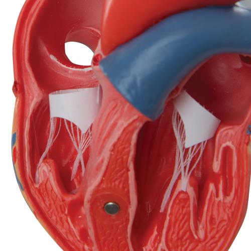 Cuore, modello classico, in 2 parti, 1017800 [G08], Strumenti didattici cardiaci e di cardiofitness