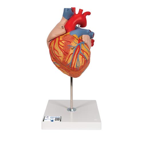 Human Heart Model, 2-times Life-Size, 4 part, 1000268 [G12], Human Heart Models