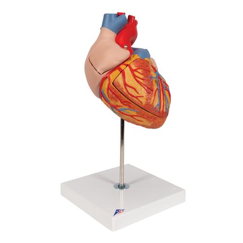 Human Heart Model, 2-times Life-Size, 4 part, 1000268 [G12], Heart Health and Fitness Education