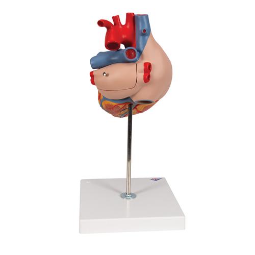 심장 모형, 2배 확대, 4 파트 분리 Heart, 2-times life size, 4 part, 1000268 [G12], 심장 및 순환기 모형